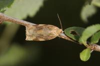Archips xylosteana