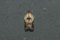 Acleris variegana