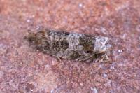 Ancylis achatana