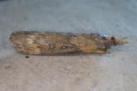Lamoria anella