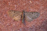Eupithecia tripunctaria