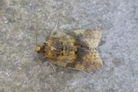 Epagoge grotiana