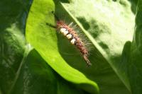 Orgyia antiqua