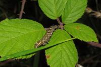 Axylia putris