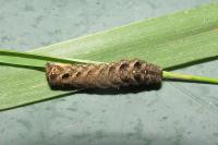 Axylia putris