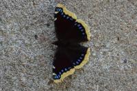 Nymphalis antiopa