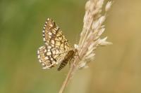 Chiasmia clathrata