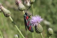 Zygaena filipendulae