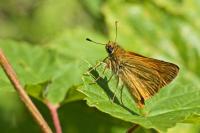 Ochlodes sylvanus