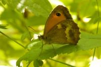 Pyronia tithonus