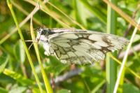 Melanargia galathea