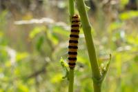 Tyria jacobaeae