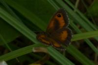 Pyronia tithonus