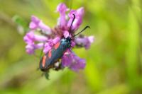 Zygaena filipendulae