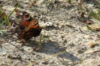 Aglais io