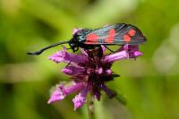 Zygaena filipendulae