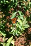 Pyronia tithonus
