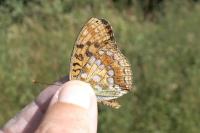Fabriciana adippe