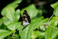 Limenitis reducta