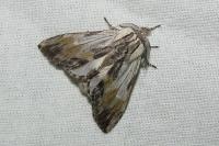 Harpyia milhauseri