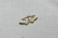 Idaea rusticata