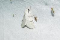 Acronicta leporina