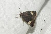 Tyta luctuosa