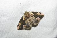 Thyatira batis