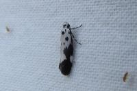 Ethmia quadrillella