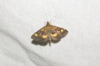 Pyrausta aurata