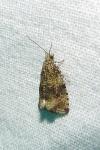 Celypha lacunana