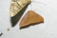 Watsonalla binaria