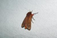 Phragmatobia fuliginosa