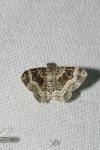 Epirrhoe alternata