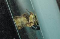 Agapeta zoegana