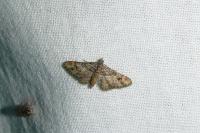 Gymnoscelis rufifasciata