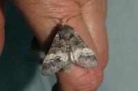 Drymonia querna