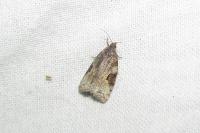 Apotomis semifasciana