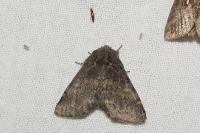 Gluphisia crenata