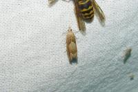 Eucosma conterminana