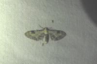 Eupithecia centaureata