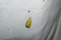 Agapeta hamana