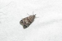 Eudonia mercurella