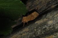 Cosmia trapezina