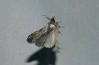 Harpyia milhauseri
