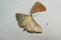 Patania ruralis