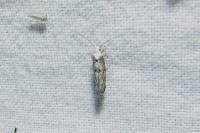 Paraswammerdamia albicapitella