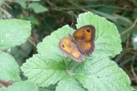 Pyronia tithonus