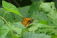Ochlodes sylvanus