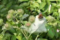 Vanessa atalanta